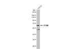 STAM Antibody in Western Blot (WB)