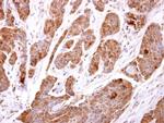 TBCC Antibody in Immunohistochemistry (Paraffin) (IHC (P))