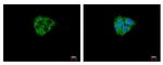 DCAMKL2 Antibody in Immunocytochemistry (ICC/IF)