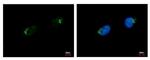 GALNT7 Antibody in Immunocytochemistry (ICC/IF)