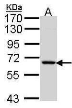 MINPP1 Antibody in Western Blot (WB)