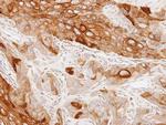 GAS2L1 Antibody in Immunohistochemistry (Paraffin) (IHC (P))