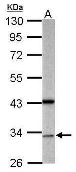 GAS2L1 Antibody in Western Blot (WB)