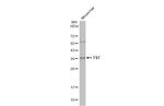 TST Antibody in Western Blot (WB)