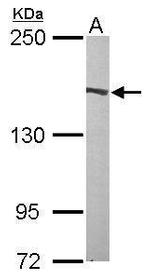 FLII Antibody in Western Blot (WB)