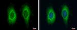 RAE1 Antibody in Immunocytochemistry (ICC/IF)