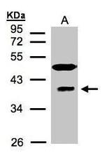 RAE1 Antibody in Western Blot (WB)