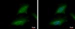 KPNA2 Antibody in Immunocytochemistry (ICC/IF)