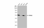 KPNA2 Antibody in Western Blot (WB)