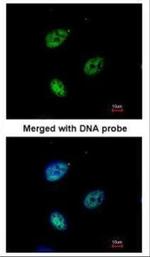 KPNA4 Antibody in Immunocytochemistry (ICC/IF)