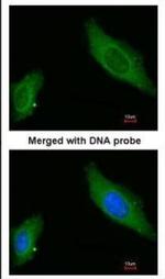 AKAP12 Antibody in Immunocytochemistry (ICC/IF)