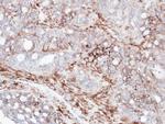 AKAP12 Antibody in Immunohistochemistry (Paraffin) (IHC (P))