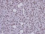 SAP130 Antibody in Immunohistochemistry (Paraffin) (IHC (P))