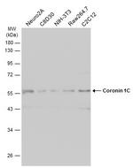 Coronin 3 Antibody in Western Blot (WB)