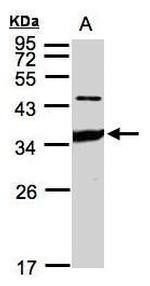 ICAM-2 Antibody in Western Blot (WB)