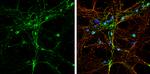 SNAP alpha Antibody in Immunocytochemistry (ICC/IF)