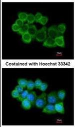 SNAP alpha Antibody in Immunocytochemistry (ICC/IF)