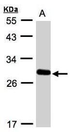 YIPF4 Antibody in Western Blot (WB)