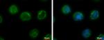 CHMP5 Antibody in Immunocytochemistry (ICC/IF)