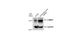 CHMP5 Antibody in Western Blot (WB)