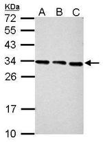 PSME3 Antibody in Western Blot (WB)