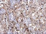 MAF1 Antibody in Immunohistochemistry (Paraffin) (IHC (P))