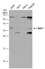 MAF1 Antibody in Western Blot (WB)