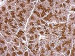 BZW2 Antibody in Immunohistochemistry (Paraffin) (IHC (P))