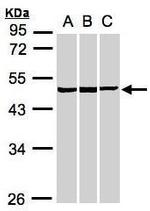 BZW2 Antibody in Western Blot (WB)