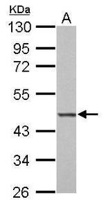 BZW2 Antibody in Western Blot (WB)