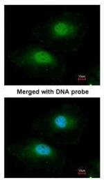 Bisphosphoglycerate mutase Antibody in Immunocytochemistry (ICC/IF)