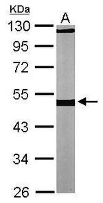 beta Tubulin Antibody in Western Blot (WB)