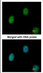 C1orf165 Antibody in Immunocytochemistry (ICC/IF)