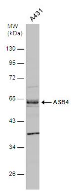 ASB4 Antibody in Western Blot (WB)