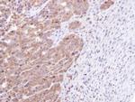 STK25 Antibody in Immunohistochemistry (Paraffin) (IHC (P))