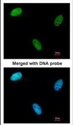 DCK Antibody in Immunocytochemistry (ICC/IF)