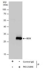 DCK Antibody in Immunoprecipitation (IP)