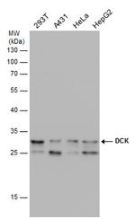 DCK Antibody in Western Blot (WB)