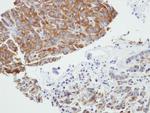 PRPSAP2 Antibody in Immunohistochemistry (Paraffin) (IHC (P))