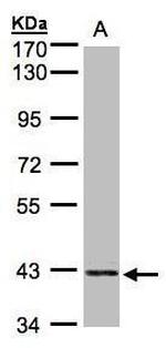 PRPSAP2 Antibody in Western Blot (WB)