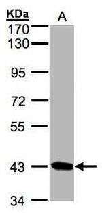 DRAK1 Antibody in Western Blot (WB)