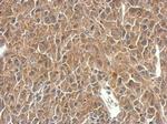 SH3BP1 Antibody in Immunohistochemistry (Paraffin) (IHC (P))