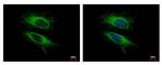 VPS11 Antibody in Immunocytochemistry (ICC/IF)