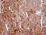 RIC8A Antibody in Immunohistochemistry (Paraffin) (IHC (P))