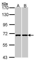 RIC8A Antibody in Western Blot (WB)