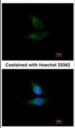 ORP1 Antibody in Immunocytochemistry (ICC/IF)