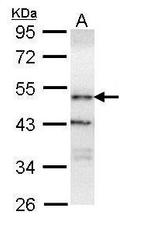 ORP1 Antibody in Western Blot (WB)