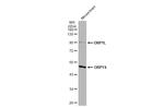 ORP1 Antibody in Western Blot (WB)