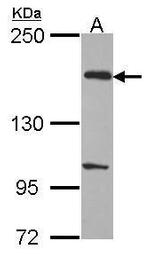 EVC2 Antibody in Western Blot (WB)