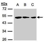 ZMYND10 Antibody in Western Blot (WB)